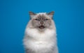 fluffy blue eyed birman cat funny face portrait meowing on blue background