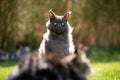 fluffy blue maine coon cat in windy garden Royalty Free Stock Photo