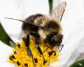 A fluffy Bombus impatiens male Bumble Bee feeding on a white cosmos flowers. Royalty Free Stock Photo