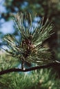 Fluffy branch with cones of green pine tree. Close-up Royalty Free Stock Photo