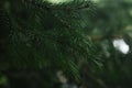 Fluffy branches of coniferous tree