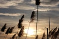 Fluffy branches of dry reeds