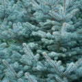 Fluffy branches of evergreen blue Christmas tree with needles in the forest. Green plant needles texture background Royalty Free Stock Photo