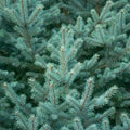 Fluffy branches of evergreen blue Christmas tree with needles in the forest. Green plant needles texture background. Texture Royalty Free Stock Photo