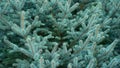 Fluffy branches of evergreen blue Christmas tree with needles in the forest. Green plant needles texture background