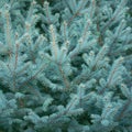 Fluffy branches of evergreen blue Christmas tree with needles in the forest. Green plant needles texture background Royalty Free Stock Photo