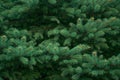 Fluffy branches of evergreen blue Christmas tree with needles in the forest. Green plant needles texture background. Texture Royalty Free Stock Photo