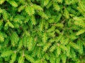fluffy branches of green spruce in the forest close up, top view