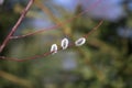 Fluffy branches of pussy willow blossomed in spring by Easter Royalty Free Stock Photo