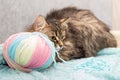 Fluffy breedless cat lies next to a large tangle of wool.