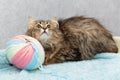 Fluffy breedless cat lies next to a large tangle of wool and looks up