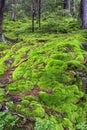 Fluffy bright green moss in a wild mountain forest. Carpathian mountains, Ukraine Royalty Free Stock Photo