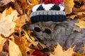 A fluffy British cat in a knitted hat with a pompon and round sunglasses lies on red and yellow autumn maple leaves. Royalty Free Stock Photo