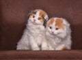 Two british kittens.Pedigree lop-eared kittens. Royalty Free Stock Photo