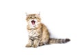 Fluffy British longhair cat isolated on a white background Royalty Free Stock Photo