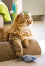 Fluffy British longhair cat laying in the livingroom Royalty Free Stock Photo