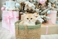 Fluffy British shorthair kitten is sitting in a festive basket under the Christmas tree Royalty Free Stock Photo