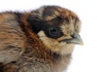 Fluffy Brown Baby Chicken Close-Up on White Background Royalty Free Stock Photo