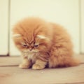 fluffy brown baby persian cat, dreamy blog style image