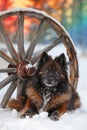Fluffy Brown and Black Dog Sitting in Snow with Vintage Wooden Wagon Wheel and Festive Lights Background Royalty Free Stock Photo