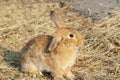 Fluffy brown bunny rabbit sitting on the dry grass over environment natural light background. Furry cute rabbit hare bunny tail