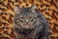Fluffy brown cat portrait Royalty Free Stock Photo