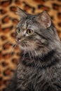 Fluffy brown cat portrait Royalty Free Stock Photo