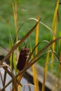 Fluffy brown cattail plant in late autumn close-up side view