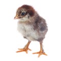 Fluffy brown chick chicken isolated on white Royalty Free Stock Photo