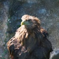 Fluffy brown eagle in captivity Royalty Free Stock Photo