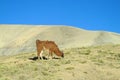 Fluffy brown Lama on altiplano Royalty Free Stock Photo