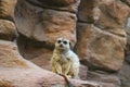 Meerkat Sitting on a Rock Ledge Royalty Free Stock Photo