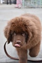 Fluffy Brown Newfie Puppy Licking His Nose