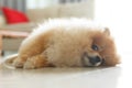 Fluffy brown pomeranian cute dog small pet