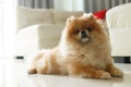 Fluffy brown pomeranian cute dog small pet