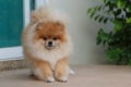 Fluffy brown pomeranian cute dog small pet