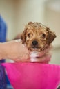 Fluffy brown poodle puppy