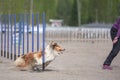 Fluffy brown Rough Collie dog doing the slalom agility course Royalty Free Stock Photo