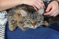 Fluffy brown siberian cat sitting on the lap
