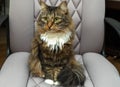 Fluffy brown tabby cat sitting in a chair and looking away Royalty Free Stock Photo