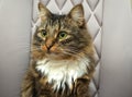 Fluffy brown tabby cat sitting in a chair and looking away Royalty Free Stock Photo