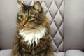 Fluffy brown tabby cat sitting in a chair and looking away. She has green eyes and a big mustache, green eyes and white breasts. Royalty Free Stock Photo