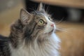 Fluffy brown with white cat with long mustache