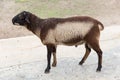 Fluffy brown and white child young sheep