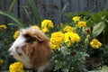 A fluffy brownish, gingery, white furred  Abyssinian guineapig sitting in marigold wheeking Royalty Free Stock Photo