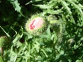 A fluffy bud of a red decorative poppy Papaver bent downward, in raindrops, in green leaves, in a flower Royalty Free Stock Photo