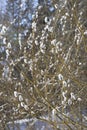 Fluffy budding buds on willow branches Royalty Free Stock Photo