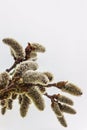 Fluffy buds on the branches of a willow Royalty Free Stock Photo