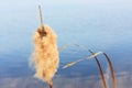 Fluffy bulrush against a blue background Royalty Free Stock Photo