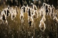 Fluffy Bulrushes sheeding seeds Royalty Free Stock Photo